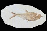 Detailed, Diplomystus Fossil Fish - Wyoming #79977-1